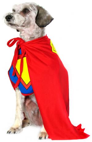 Superhelden-Hund