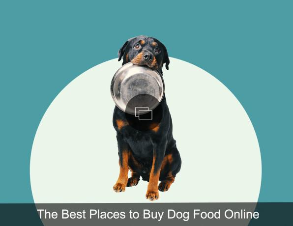 bestes Online-Hundefutter