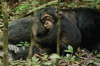 Filmkritik: Schimpanse – SheKnows