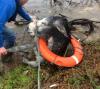 Aus Hochwasser geretteter Esel ist wohlbehalten (FOTOS) – SheKnows