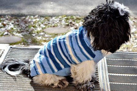 Kötött pulóvert viselő kutya