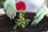5 preprostih nasvetov za daljše cvetenje rastlin - SheKnows
