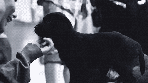 ลูกสุนัขสีดำลูบคลำ
