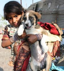 Hochzeitsbenutzerdefinierte Indien - Mädchen heiratet Hund/Ziege, um Geister abzuwehren