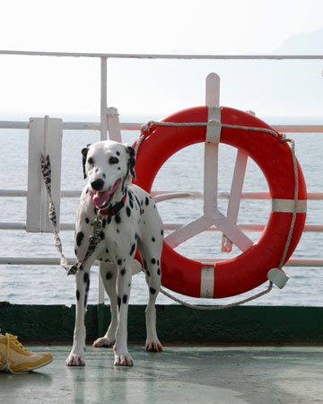 كلب على متن سفينة سياحية