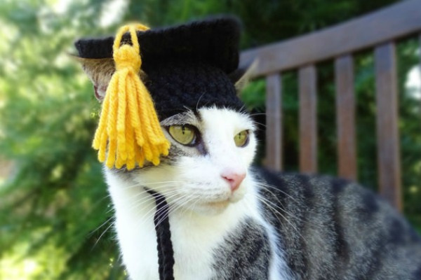 Chapéus para gatos no Etsy