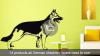 6 Tipps zur Selbstverteidigung, die ich von meinem Deutschen Schäferhund gelernt habe – SheKnows