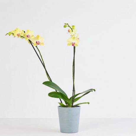 Bouqs lady luck orchidea kölyök és kisállat biztonságos szobanövények