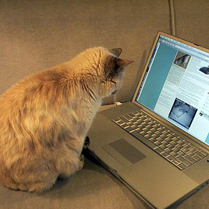 Kat met laptop | Sheknows.com