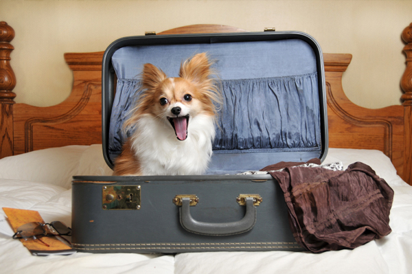 kutya a bőröndben