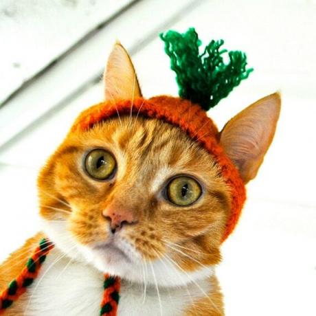disfraz de zanahoria para gatos