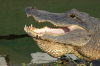 5 miejsc na Florydzie, w których można zobaczyć aligatory w ich naturalnym środowisku