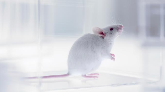Mysz w laboratorium | Sheknows.ca