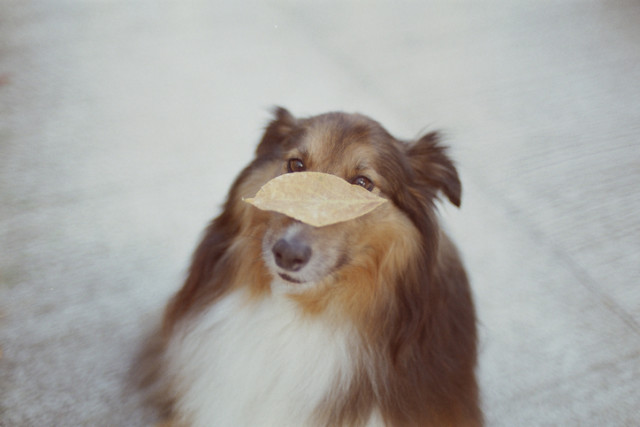 Cão pastor shetland