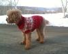 Imádnivaló ünnepi kutya pulóverek az Etsy -től - SheKnows