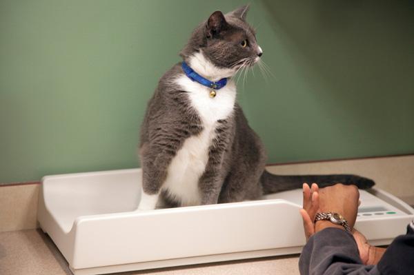 kot siedzący na wadze