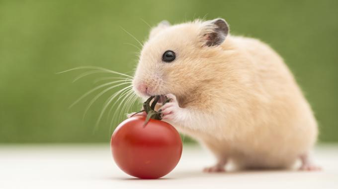 Hamster isst Tomaten