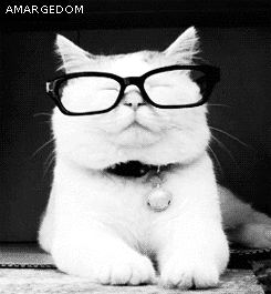 kat met bril