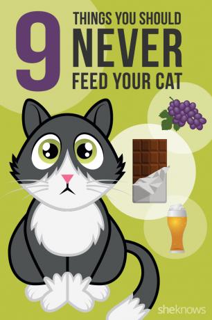 9 продуктов, которыми нельзя кормить кошку