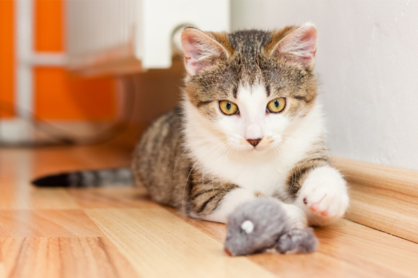 Katze spielt mit Mausspielzeug