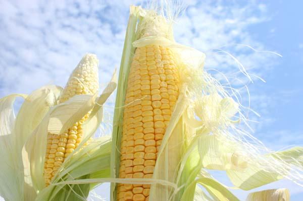 Свежая кукуруза, растущая в поле