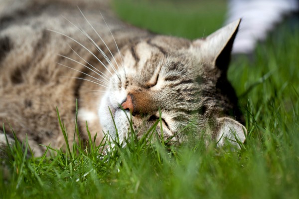 Gros chat