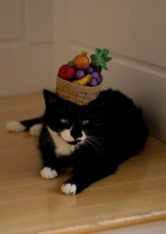 Костюм кошки Кармен Миранды в шляпе на Хэллоуин