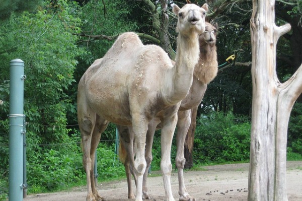 ロジャーウィリアムズパーク動物園