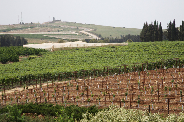 Виноградник в Израиле