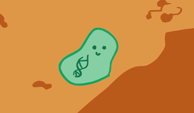 bakterie