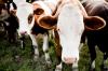تربية الماشية العضوية: ماذا يحدث في المزرعة - SheKnows
