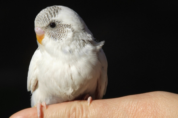 Papuga na palcu