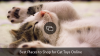Hartz Cattraction Bell Mouse macskajáték: 3 dolláros, macska által jóváhagyott játék minden kisállat számára – SheKnows