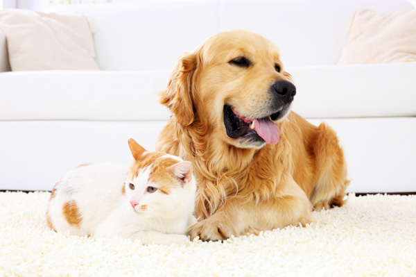 कालीन पर कुत्ता और बिल्ली