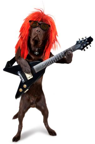 Pies rock'n'rollowy