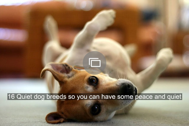 16 Klusas suņu šķirnes, lai jūs varētu izbaudīt mieru un klusumu