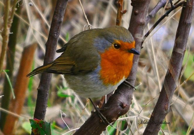 Haruskah robin menjadi burung nasional Inggris?