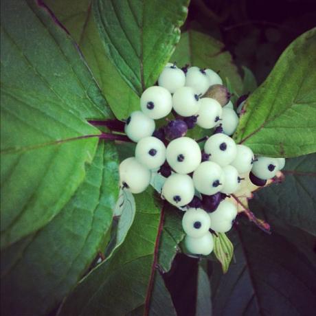 valkoinen baneberry