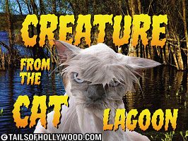 Bitje iz mačje lagune