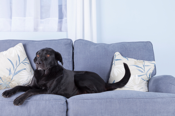 Fekete kutya a kanapén