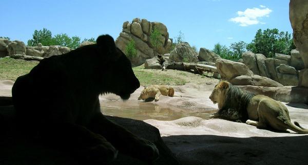 Denverin eläintarha