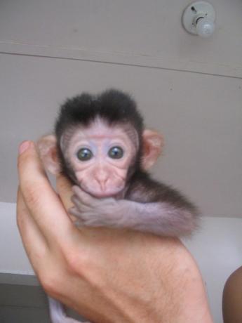 ასვლა ბავშვი მაიმუნი