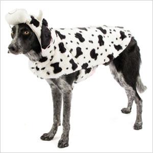 Costum de vacă