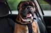 6 razones para abrochar el cinturón de seguridad de su perro mientras conduce - SheKnows