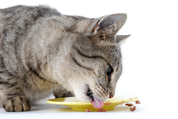 Katze frisst Trockenfutter