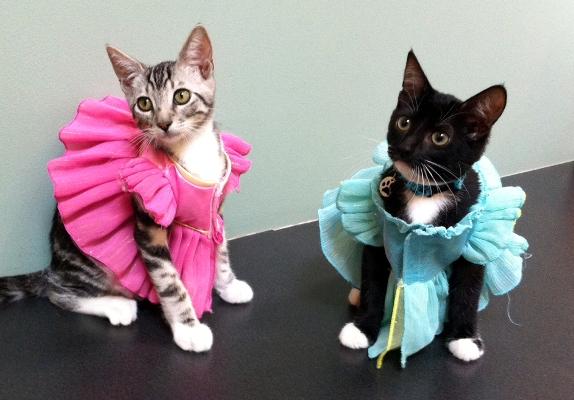 Katzen als Prinzessinnen verkleidet