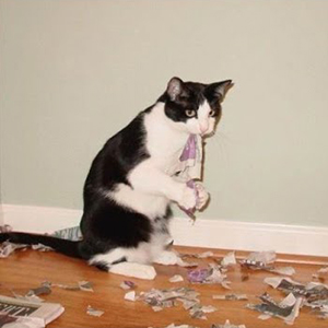 Niszczarka do papieru dla kotów | Sheknows.com