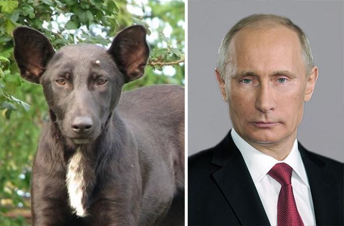 푸틴 러시아 대통령 닮은 개