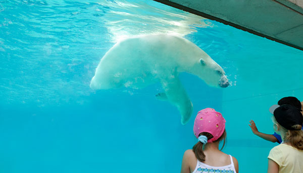 Visite o zoológico