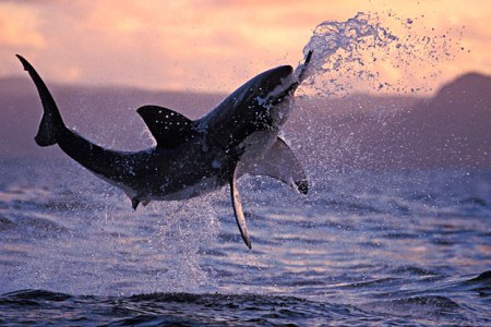 Shark Week powraca na Discovery Channel